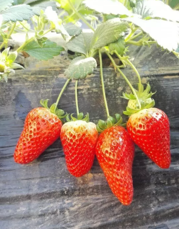 草莓采摘1.png