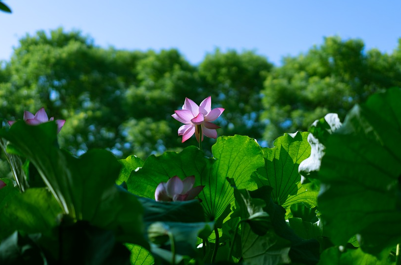 洛阳白马寺.png